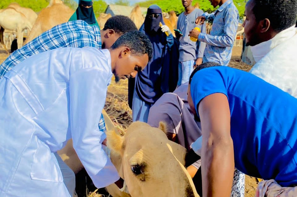 SAWS treats camels in Treedisho, Mogadishu